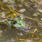 Stealth Frog
